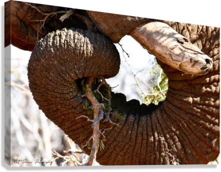  Elephant Trunk Canvas Print