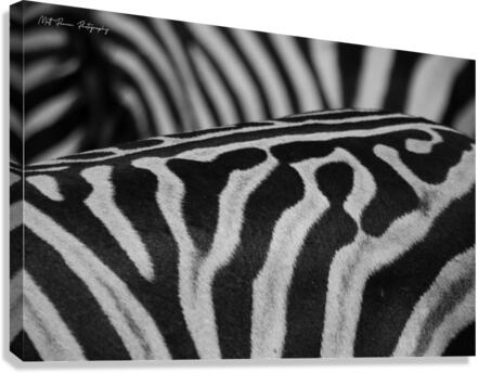 Zebra Close up back Canvas Print