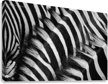  Zebra Close manes Canvas Print