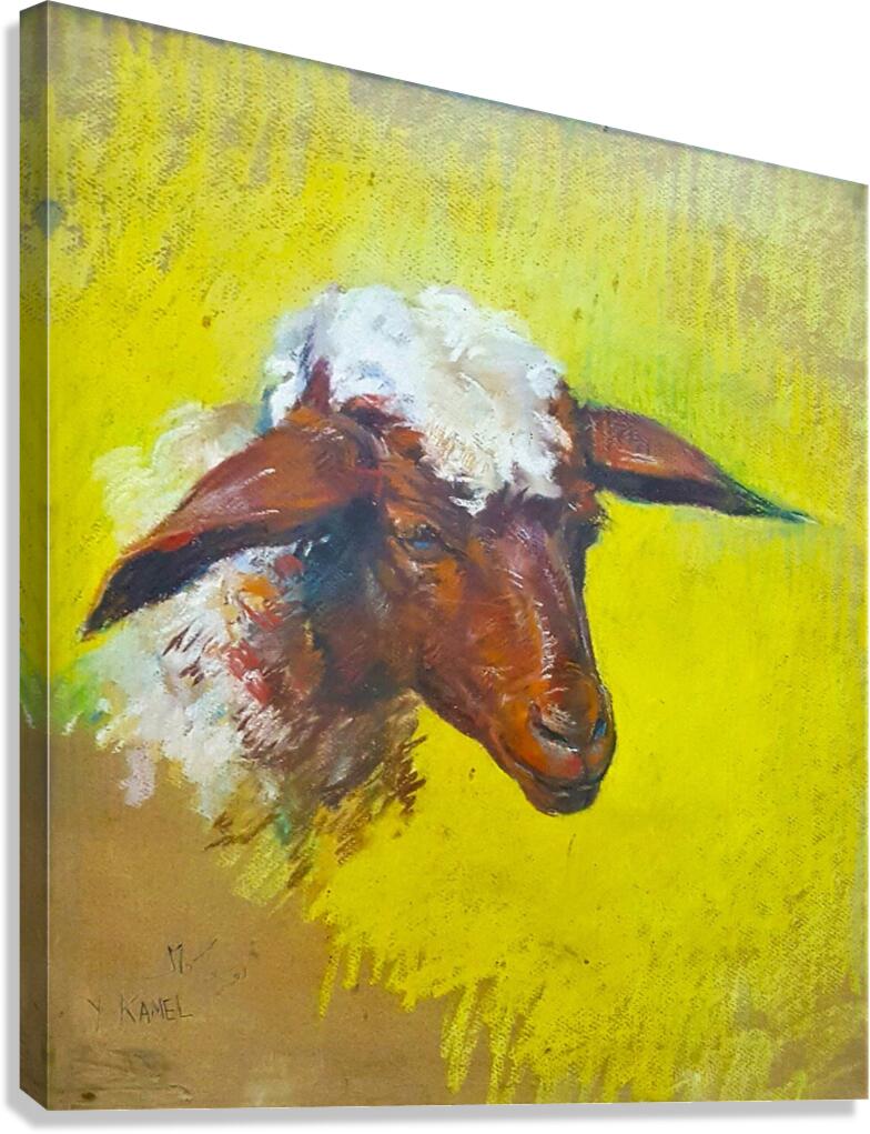 Sheep Canvas Print