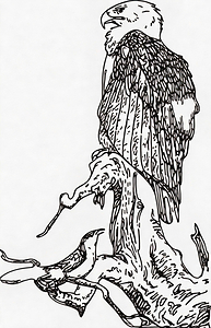 eagle
