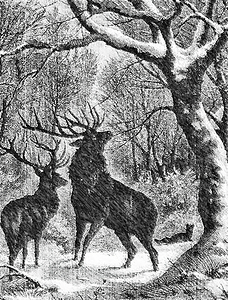 winter deers