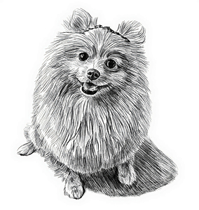 dog pencil 2408203