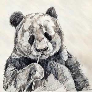 panda sketch 2408245