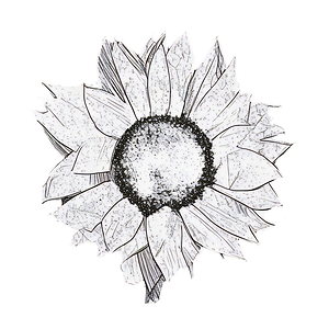 sunflower drawing 2408206