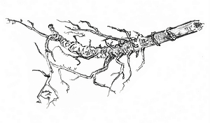 ArtX 48 branch Petre