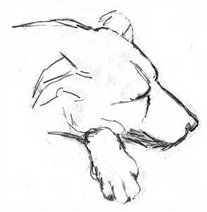 ArtX 49 dog Petre