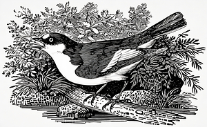 ArtX 31 pied flycatcher