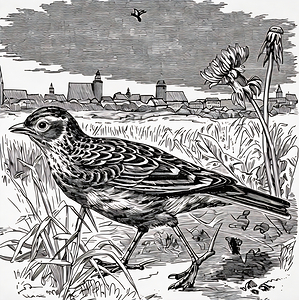 ArtX 27 bird