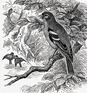 ArtX 30 birds forest