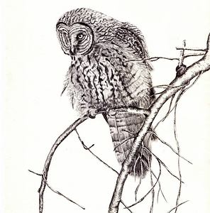 108 owl