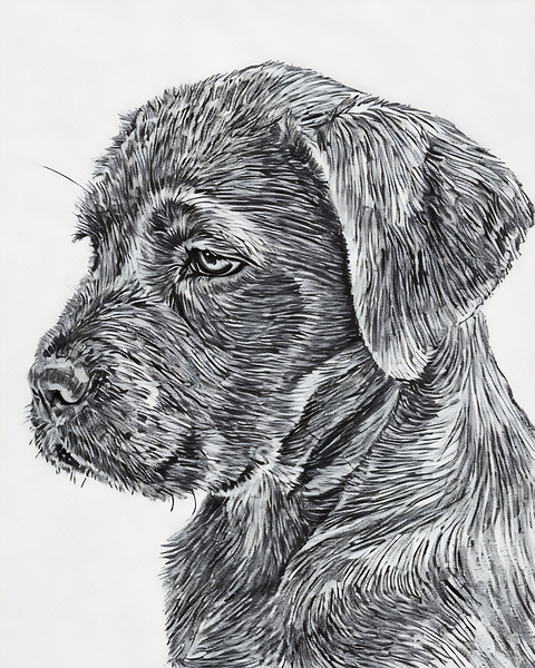 dog 11