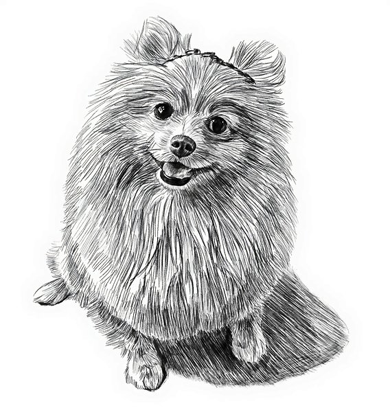 dog pencil 2408203