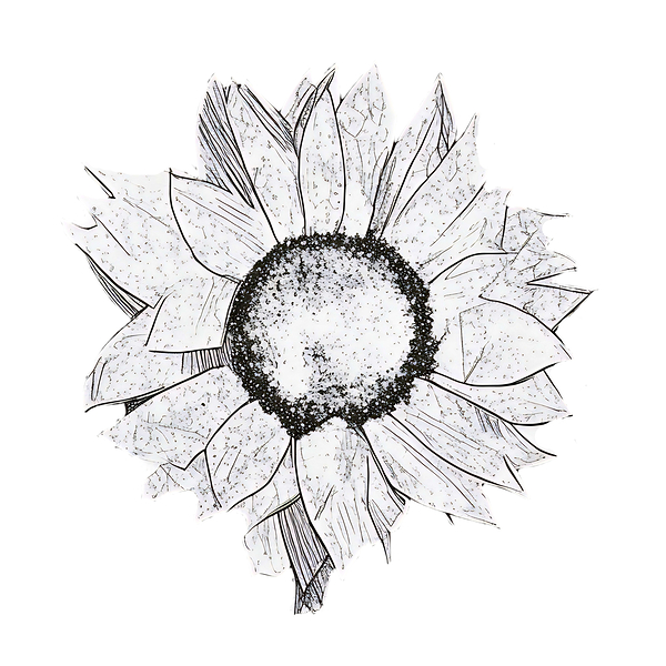 sunflower drawing 2408206  Print
