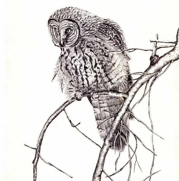 108 owl