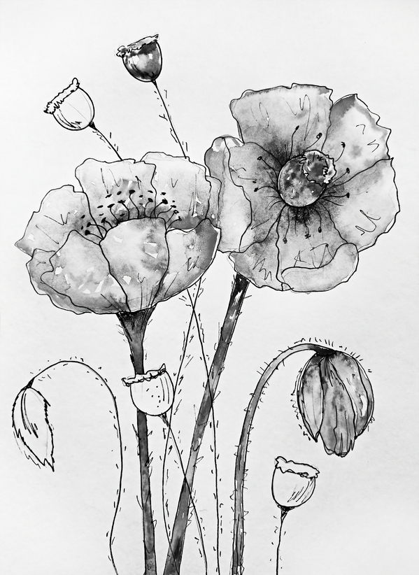 ArtX 17 poppies real