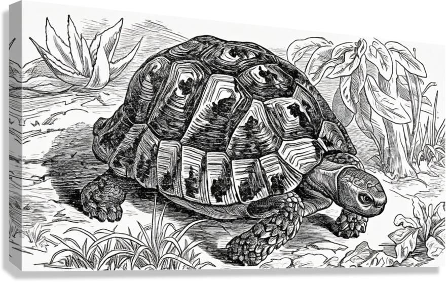 ArtX 32 tortoise  Canvas Print
