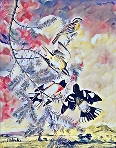 Rose Breasted Grosbeak c.1830 dig goua