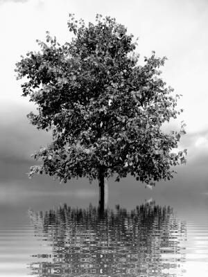 THE TREE