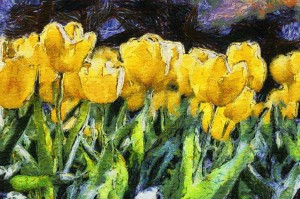 YELLOW TULIPS