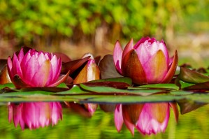WATERLILIES