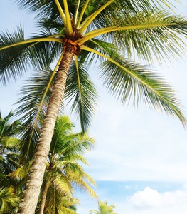 Palm Tree