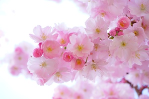 Japanese Cherry Blossom