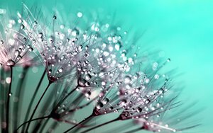 Morning Dew | Dandelion