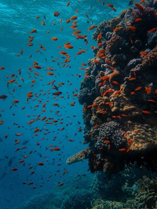 Underwater Life