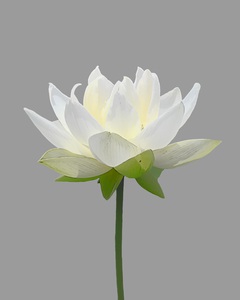 White Lotus