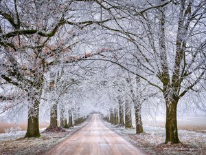 Winter Forest