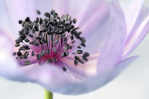 ANEMONE