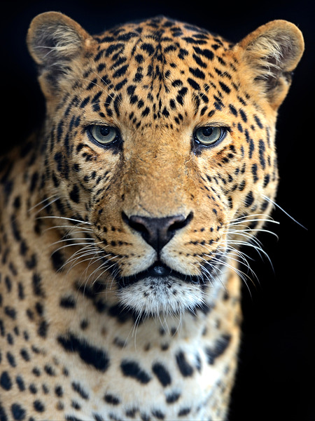 LEOPARD by ALL ABOUT YOU ART