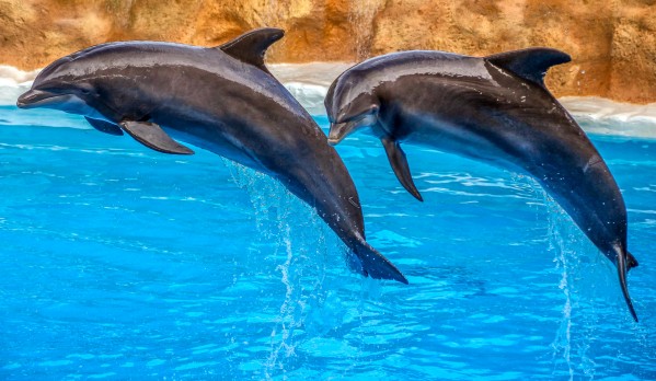 DOLPHIN FUN Print