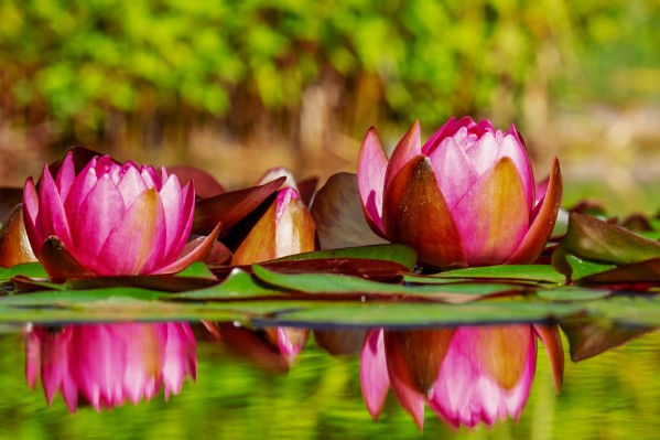 WATERLILIES by ALL ABOUT YOU ART