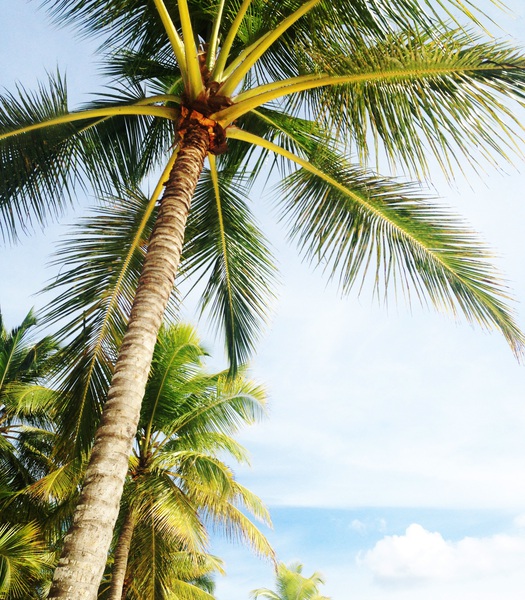 Palm Tree Print