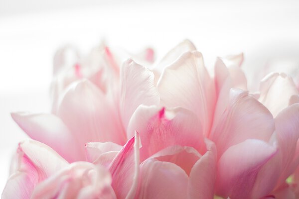 TULIPS Print
