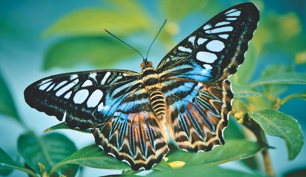 Butterfly Print