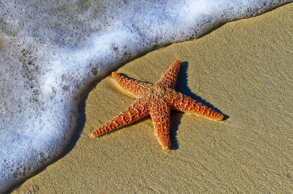 STARFISH by ALL ABOUT YOU ART