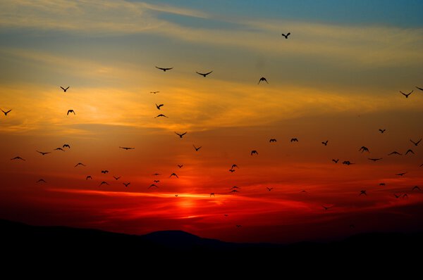 BIRDS SUNSET Print