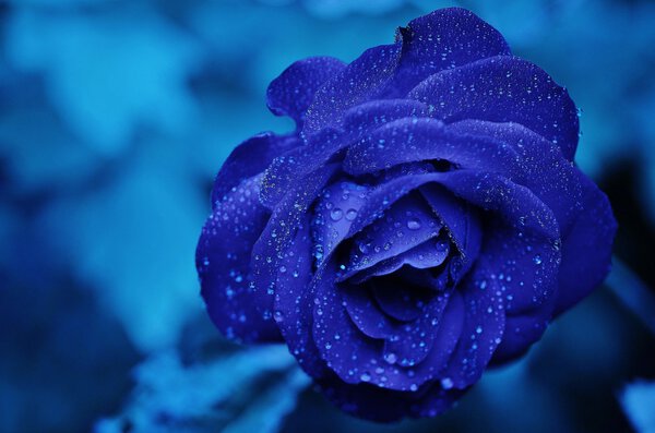BLUE ROSE Print