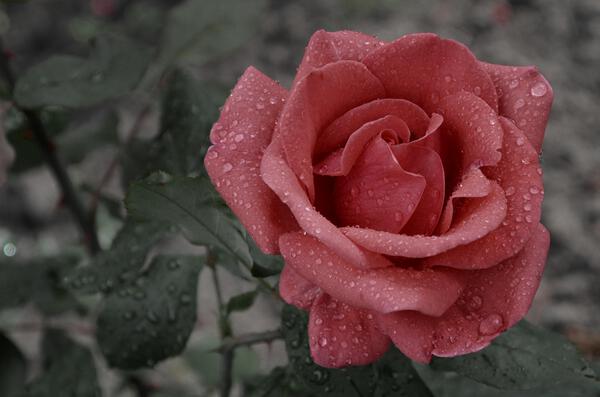 Morning Dew  Print