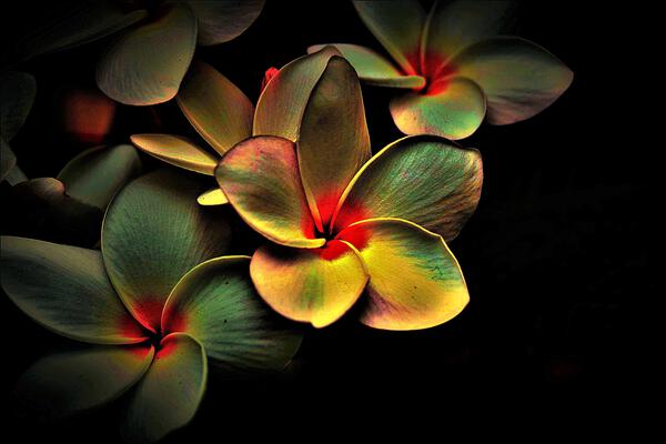Paradise Flower by ALL ABOUT YOU ART