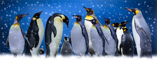 PENGUINS Print