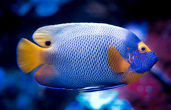 POISSON by ALL ABOUT YOU ART