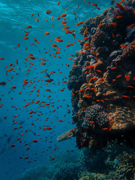 Underwater Life Print