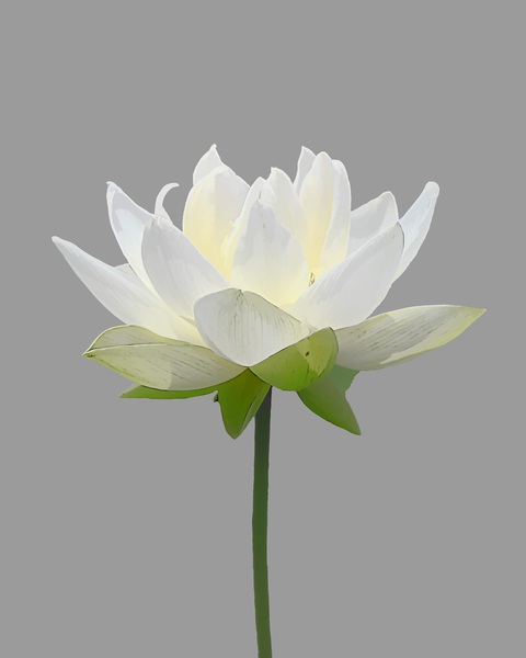 White Lotus Print