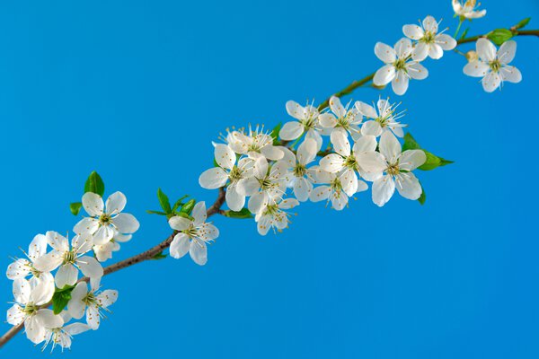 CHERRY BLOSSOMS Print