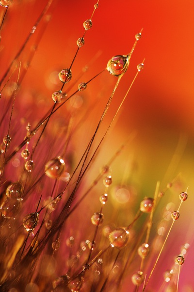 Dewdrops Print