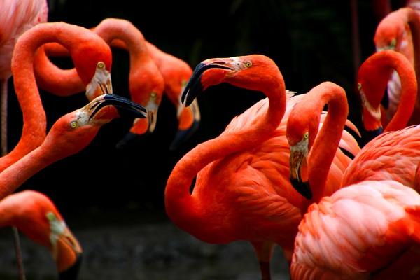 Red flamingos Print